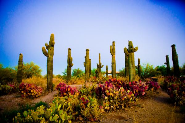 Cactus Standing Mesa Park