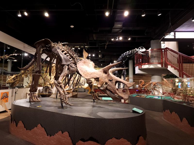 Arizona Museum of Natural History dinosaur skeleton